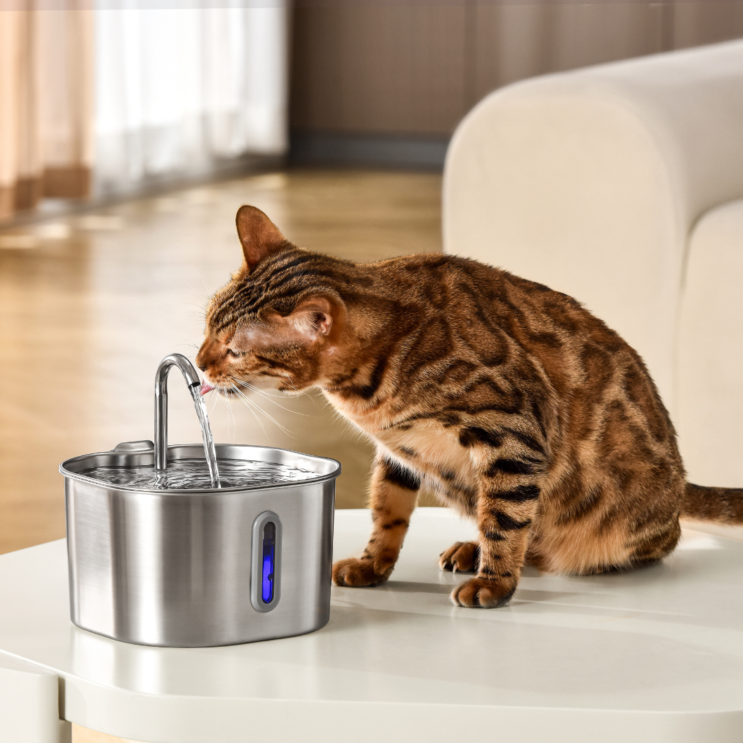 Fontaine À Eau De 2,2 L - chat buvant à côté de la fontaine sur une table
